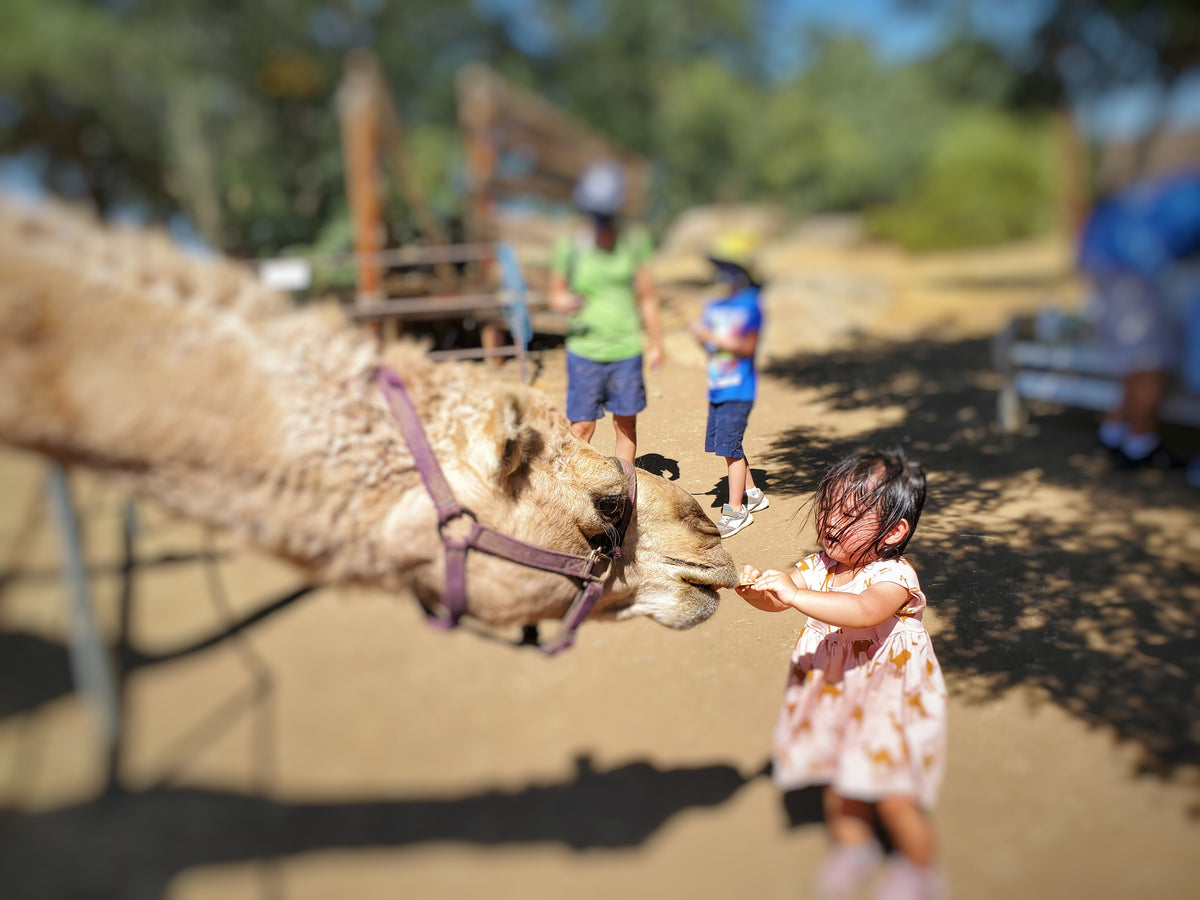 A Private Farm Tour Gift Certificate – Oasis Camel Dairy