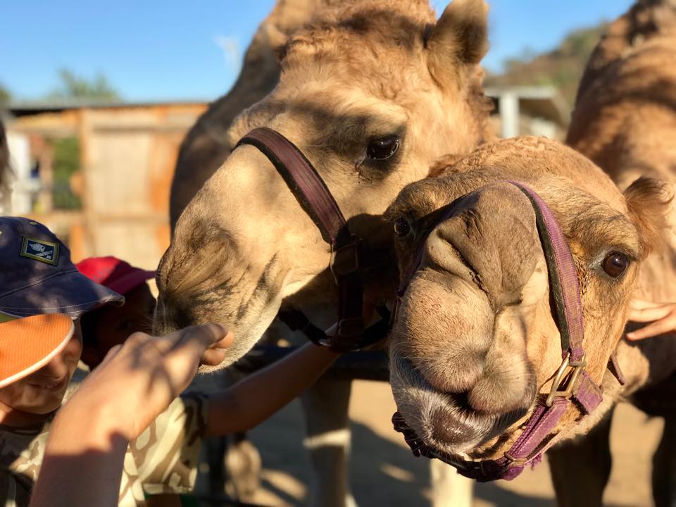 A Private Farm Tour Gift Certificate – Oasis Camel Dairy