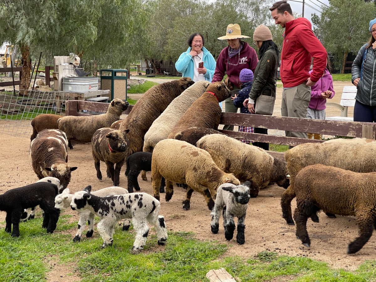 A Private Farm Tour Gift Certificate – Oasis Camel Dairy