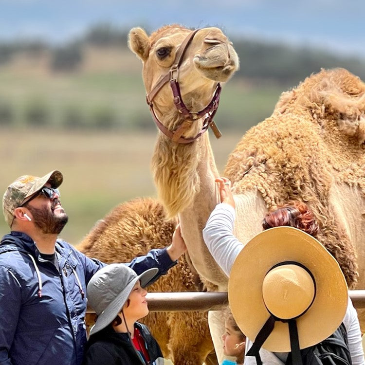 A Private Farm Tour Gift Certificate – Oasis Camel Dairy