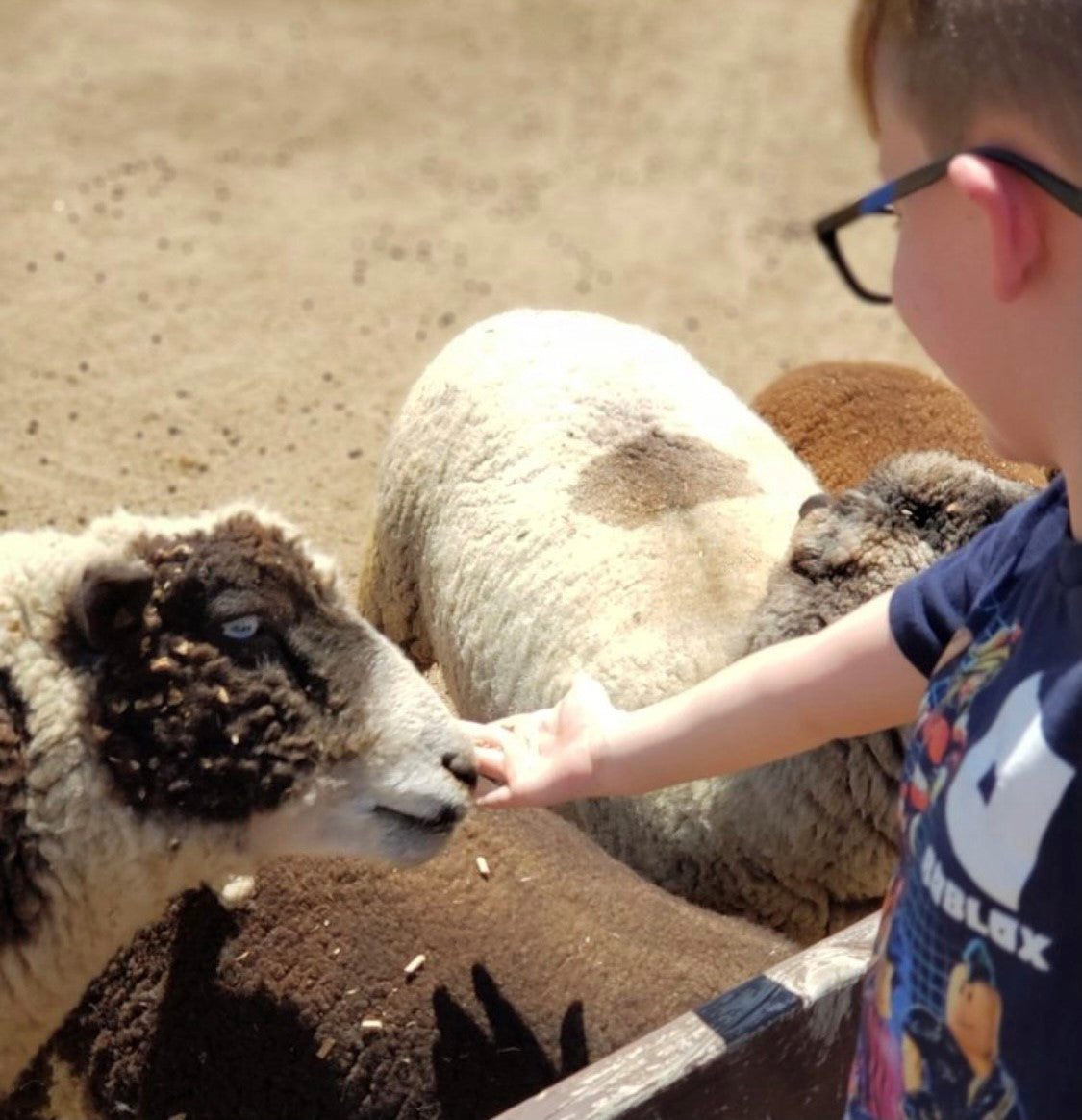 A Private Farm Tour Gift Certificate – Oasis Camel Dairy