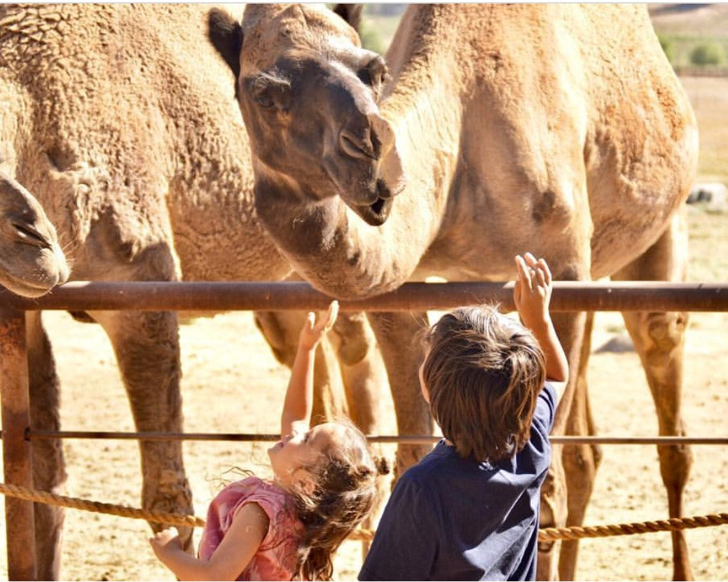 A Private Farm Tour Gift Certificate – Oasis Camel Dairy