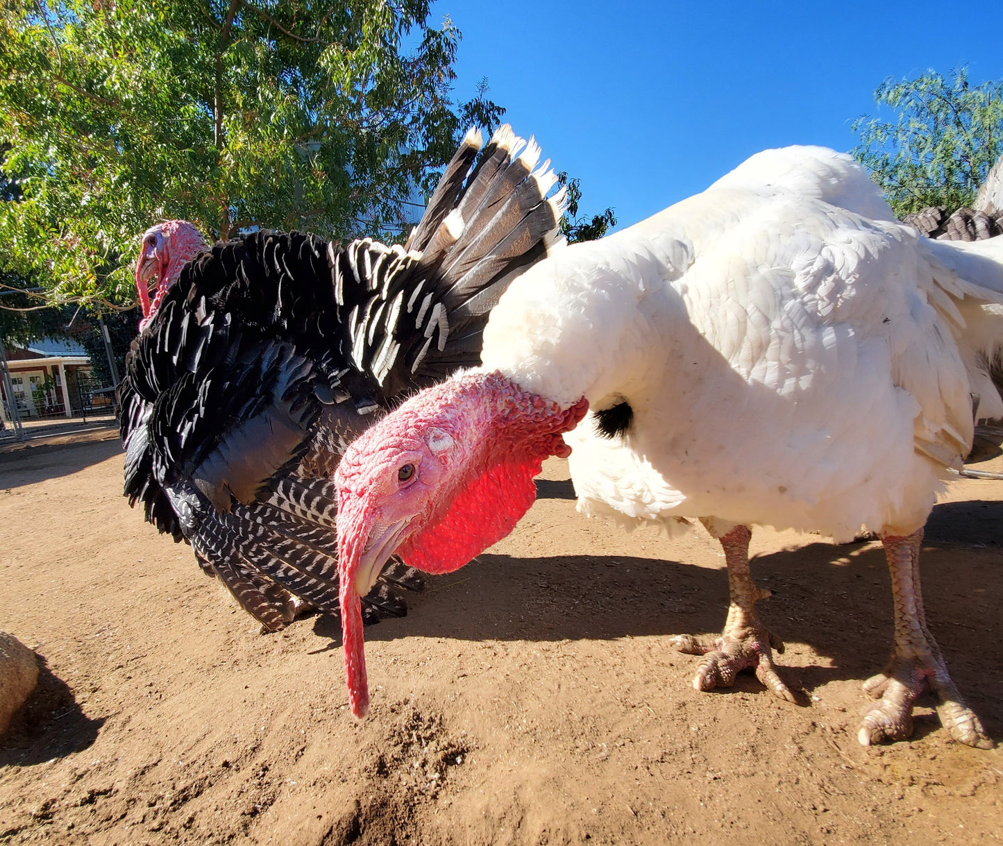 A Private Farm Tour Gift Certificate – Oasis Camel Dairy